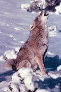 395px-Coyote-00063