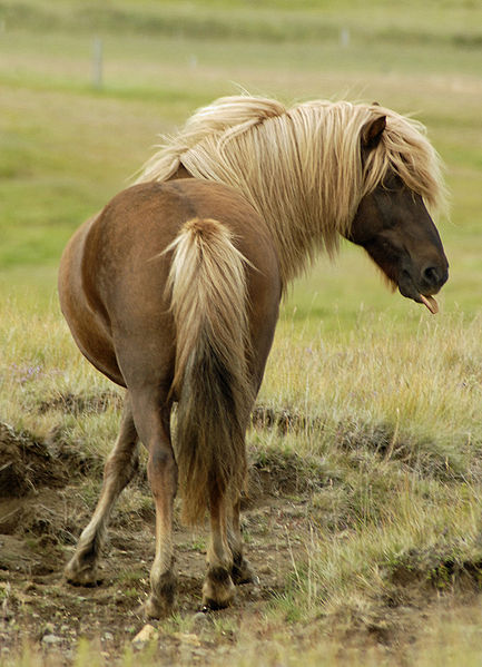 433px-Icelandic_Horse4