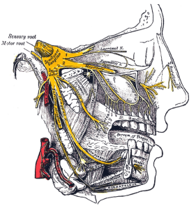 563px-Gray778_Trigeminal