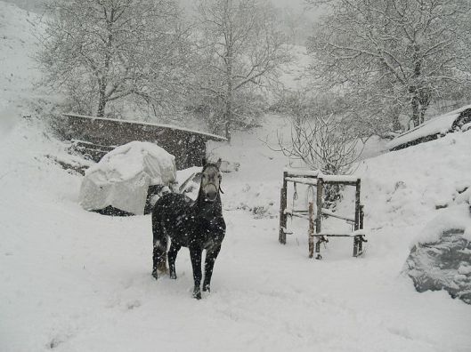 800px-Caballo_y_nieve