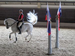 A beautiful tail at the Lipika Stud Farm in Slovenia