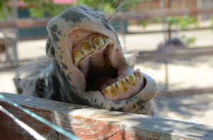 Photograph by Andrew Butko