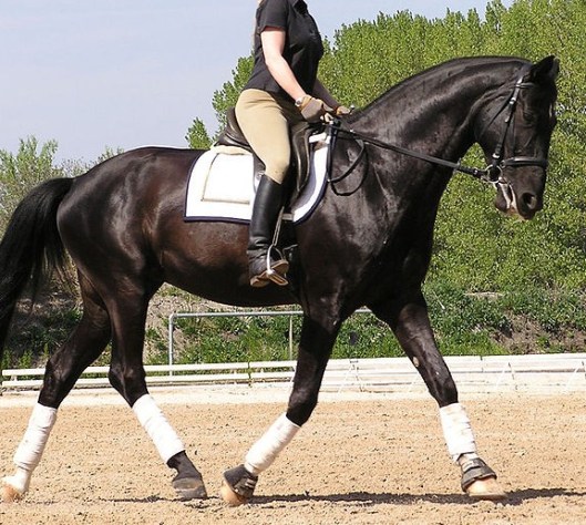 The oft-seen, unfortunate outside rein aid -- the direct rein of opposition.  And the unhappy, bracing horse.