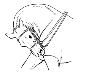 Rollkur - the worst kind of pulling